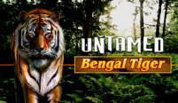 Untamed Bengal Tiger (Неодобренный бенгальский тигр)